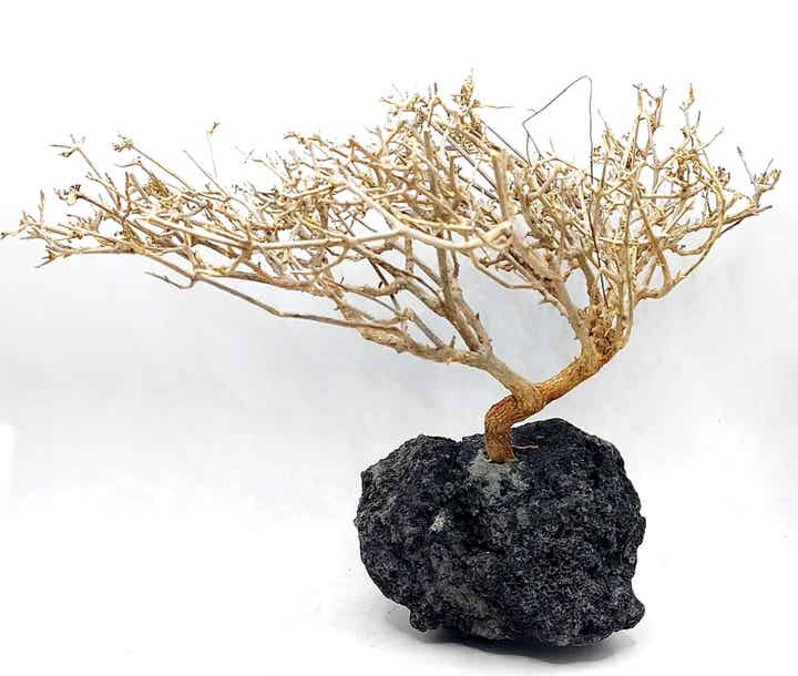 Großes Garnelen Bäumchen auf schwarzer Lava (NK 9)