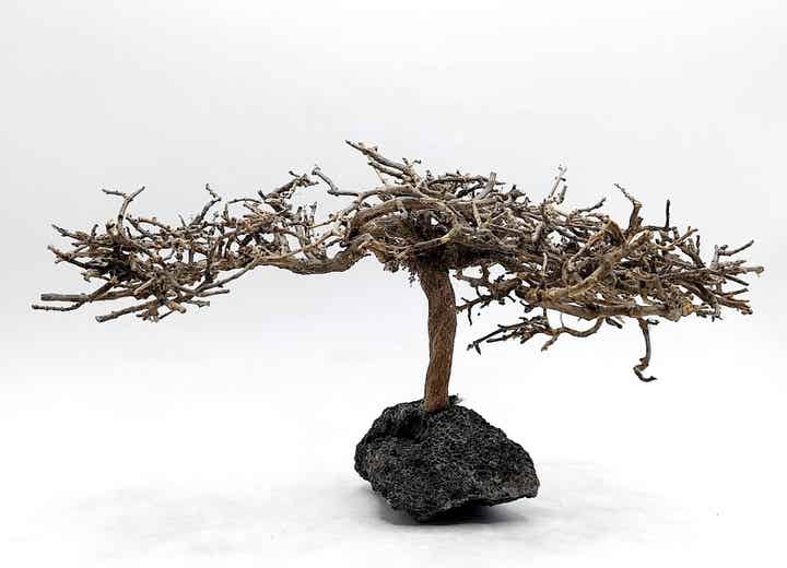 Garnelen Bäumchen auf Lava (NK 12)