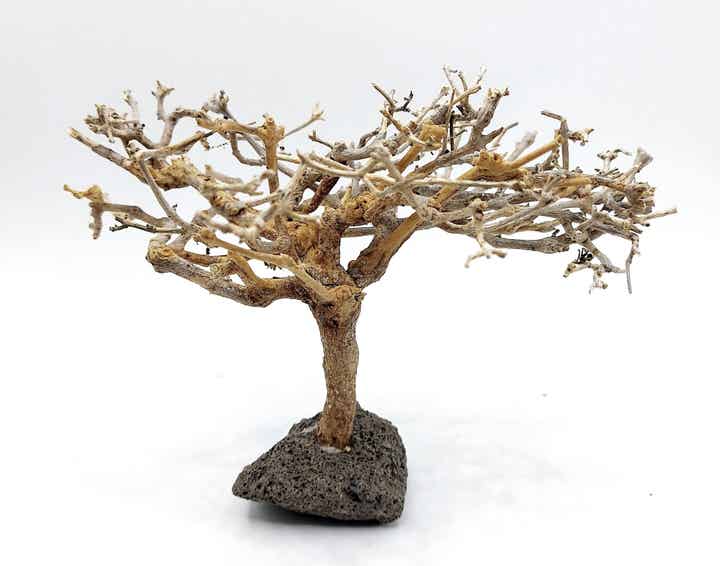 Garnelen Bäumchen auf Lava (NK 13)