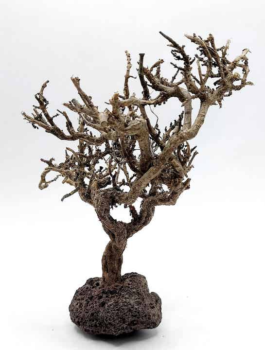 Garnelen Bäumchen auf Lava (NK 15)