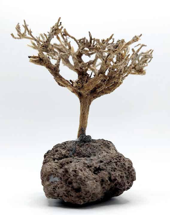 Garnelen Bäumchen auf Lava (NK 16)