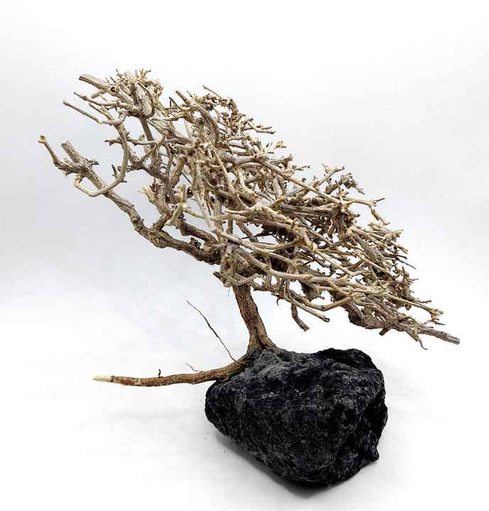 Großes Garnelen Bäumchen auf schwarzer Lava (NK 18)