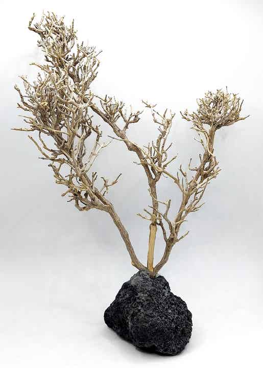 Großes Garnelen Bäumchen auf schwarzer Lava (NK 19)