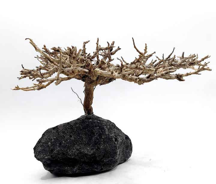 Garnelen Bäumchen auf schwarzer Lava (NK 21)