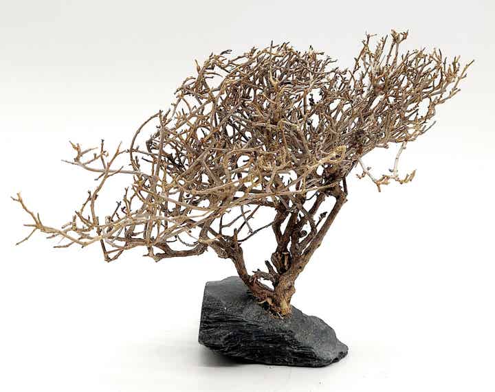 Garnelen Bäumchen auf Schiefer (AM 2)