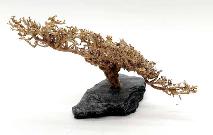 Garnelen Bäumchen auf Schiefer (AM 3)