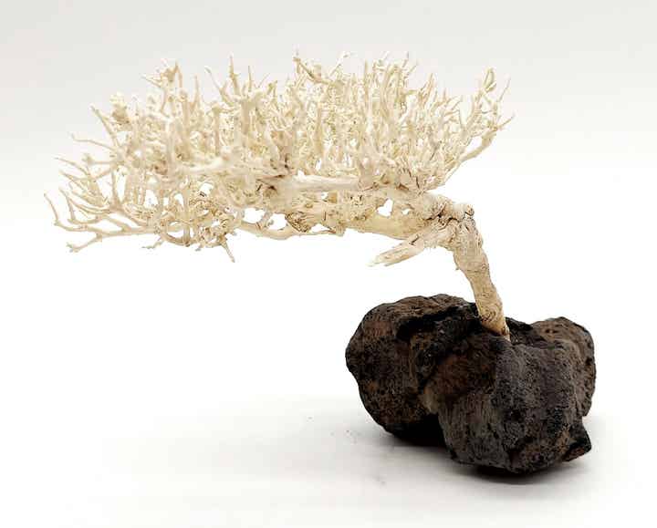 Garnelen Bäumchen (hell) - Bonsai - auf Lava (WGB 3)