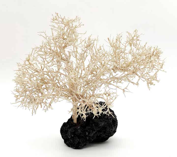 Großes Garnelen Bäumchen (hell) - Bonsai - auf Lava (WGB 4)