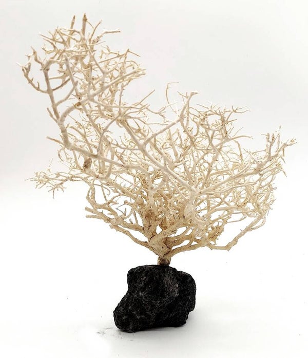 Großes Garnelen Bäumchen (hell) - Bonsai - auf Lava (WGB 5)