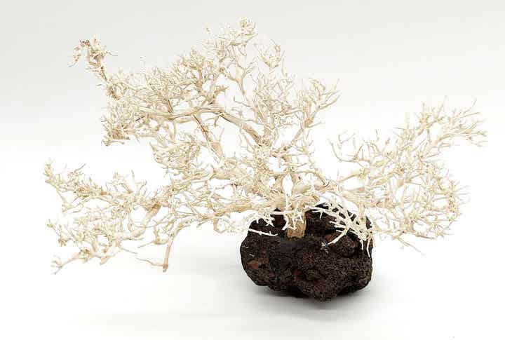 Garnelen Bäumchen (hell) - Bonsai - auf Lava (WGB 7)