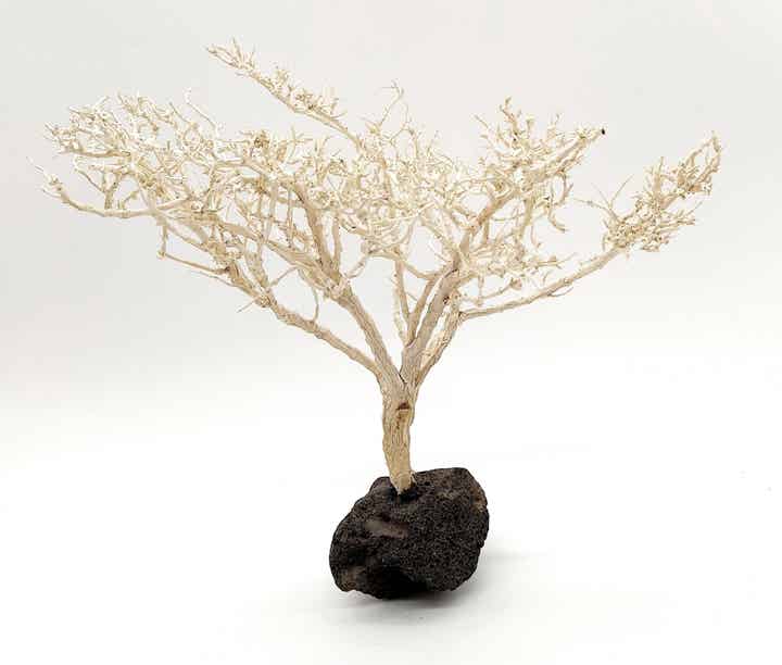 Großes Garnelen Bäumchen (hell) - Bonsai - auf Lava (WGB 8)