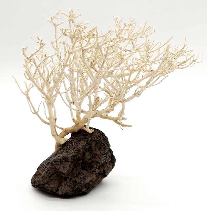 Garnelen Bäumchen (hell) - Bonsai - auf Lava (WGB 11)