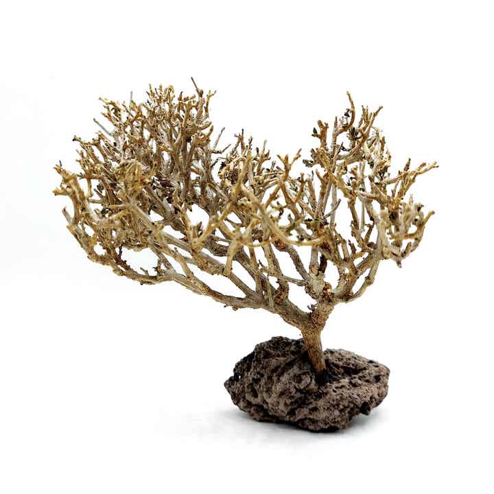 Garnelen Bäumchen auf Lava (CF 20)