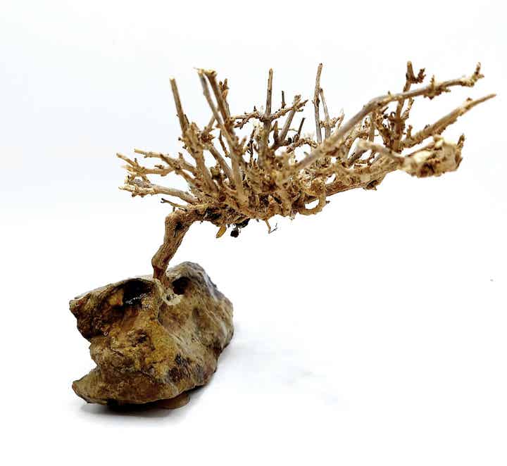 Garnelen Bäumchen auf Drachenstein (HM 2)