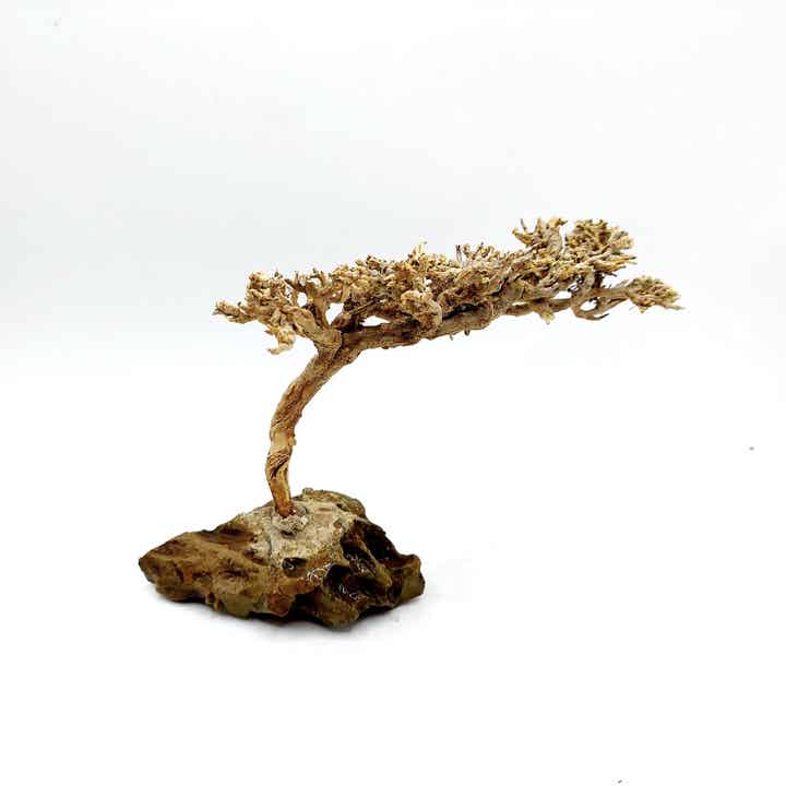 Garnelen Bäumchen auf Drachenstein (HM 7)