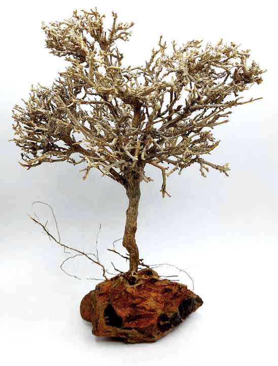 Garnelen Bäumchen auf Drachenstein (HM 11)