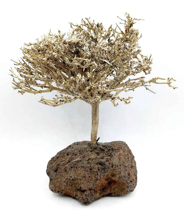 Großes Garnelen Bäumchen auf Lava (TWE 2)