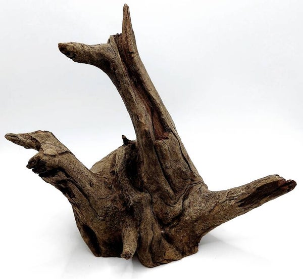 Corbo Root (VC 1), ca. 18 x 19 x 13 cm