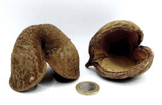 Buddha Nuss "mini" (ca. 5 - 10 cm) mit oder ohne Saugnapf