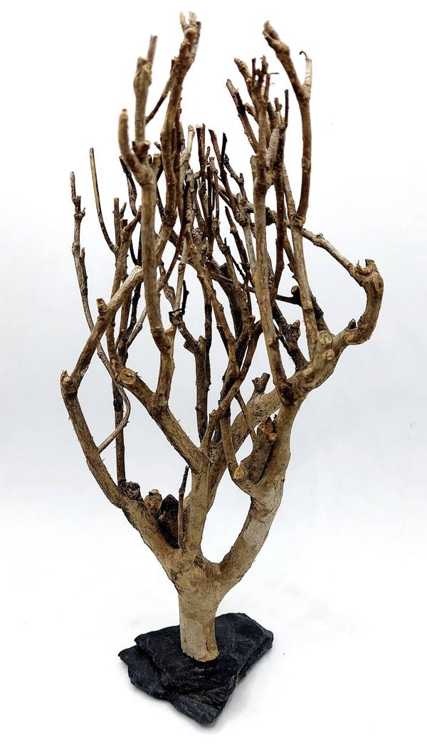 Tea Branch auf Schiefer (AN 3)