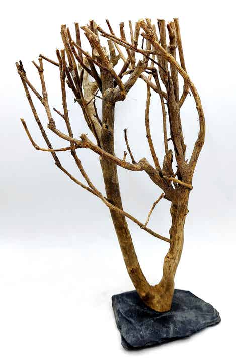 Tea Branch auf Schiefer (AN 6)