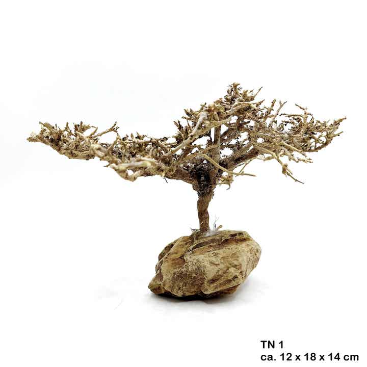 Verschiedene Garnelen Bäumchen auf Drachenstein