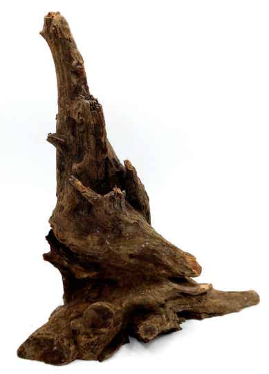 Corbo Root (VZ 3), ca. 21 x 19 x 10 cm
