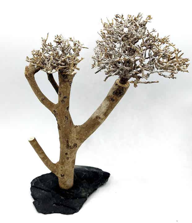 Bonsai auf Schiefer (GRA 3), ca. 23 x 21 x 13 cm