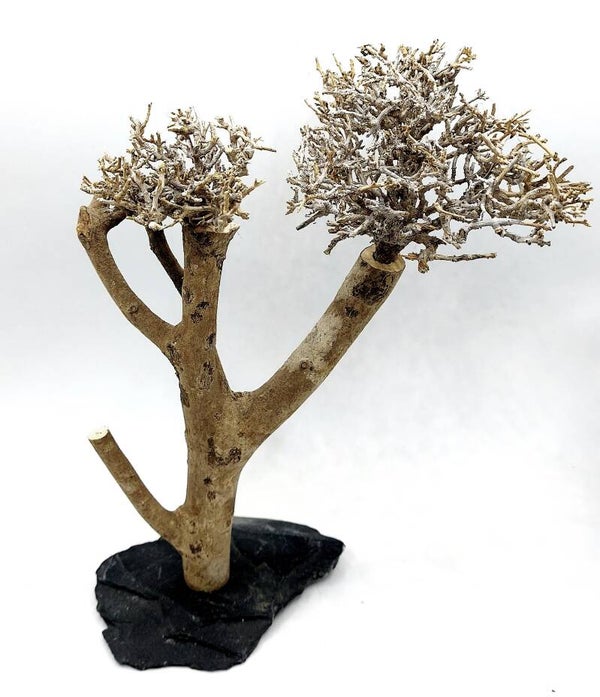 Bonsai auf Schiefer (GRA 3), ca. 23 x 21 x 13 cm