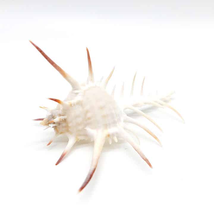 Murex negro - gr. Stachelschnecke