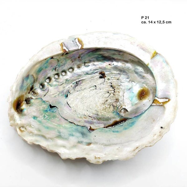 XXL Abalone (P) - Perlmutt Schale  - mit Auswahl