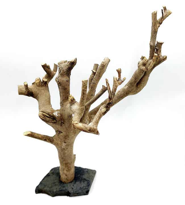 Tea Branch auf Schiefer (BT 1)