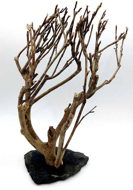 Tea Branch auf Schiefer (BT 2)