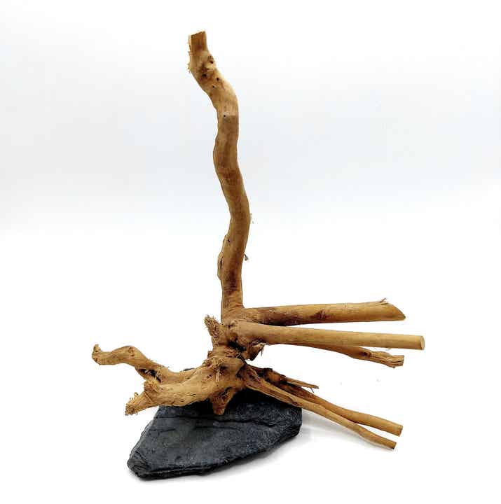 Wurzel auf Schiefer (WL 16), ca. 20 x 17 x 10 cm