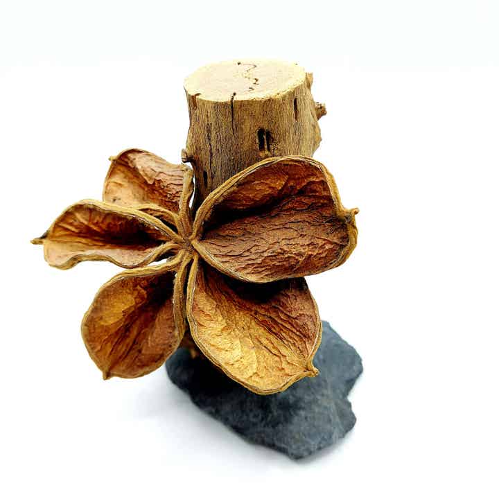 Baumstamm auf Schiefer mit Blüte (SML 1)