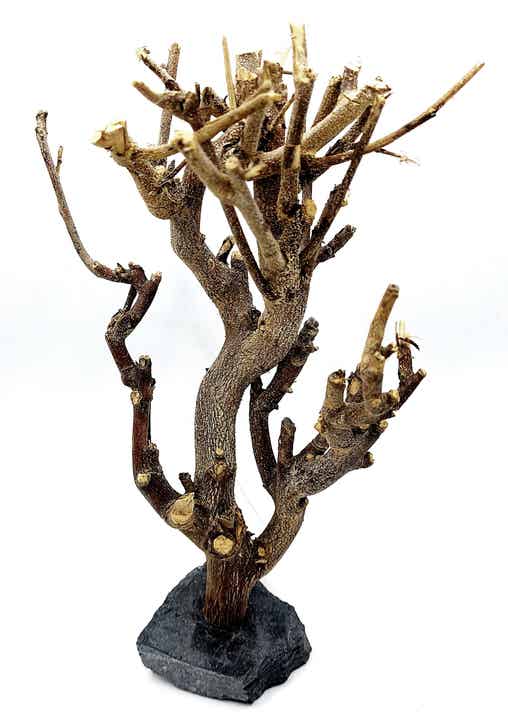 Murray Branch auf Schiefer (HW 2), ca. 28 x 17 x 12 cm
