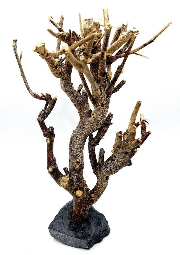 Murray Branch auf Schiefer (HW 2), ca. 28 x 17 x 12 cm