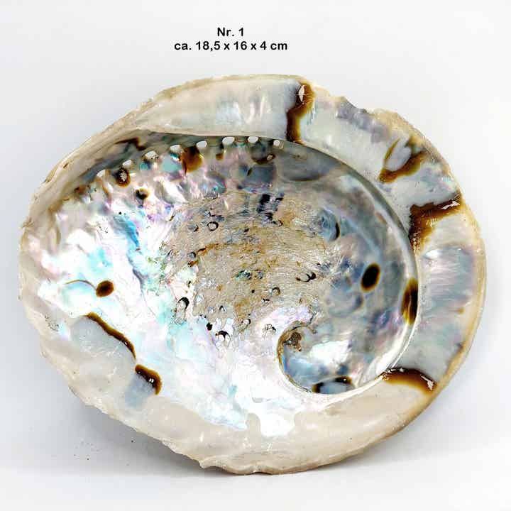 Abalone - Haliotis midae - XXL - mit Auswahl - bis 20 cm