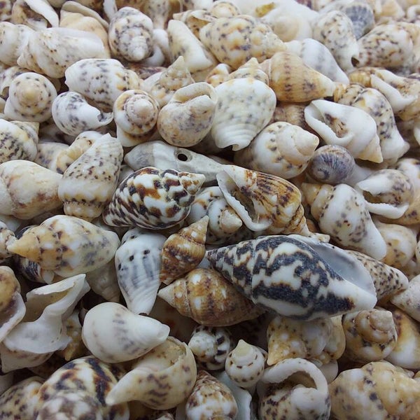 750-4000 Stück Pyrene philippinarum - Mini-Schneckenhäuser