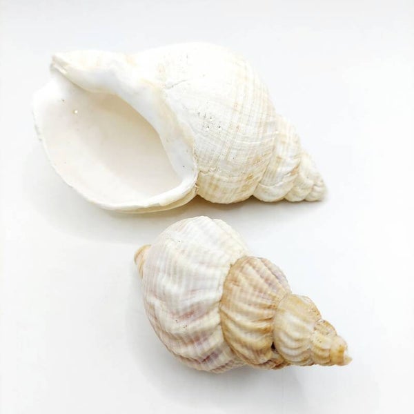 Wellhornschnecke - Behausung für Einsiedlerkrebse