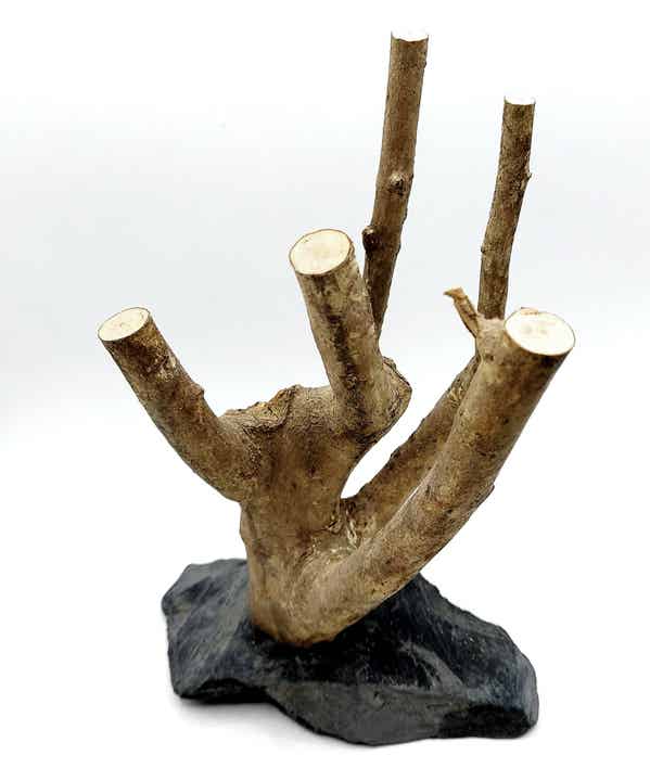 Ast auf Schiefer (ASA 1) zum Bepflanzen