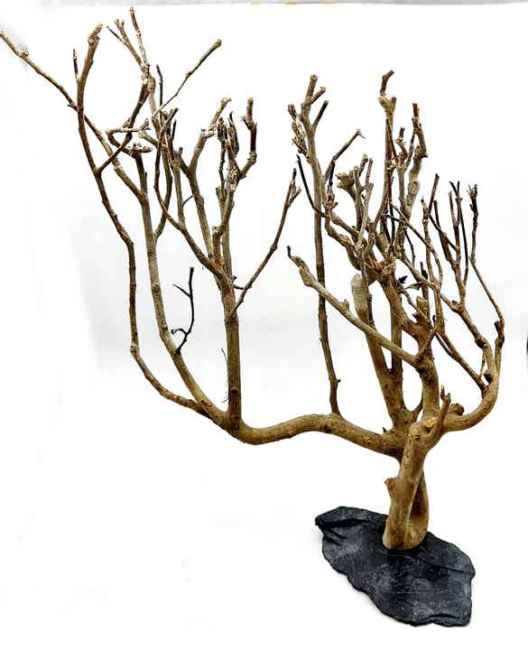 Ast auf Schiefer (ASA 2) zum Bepflanzen