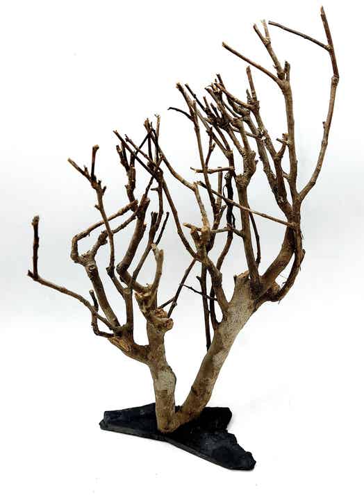 Ast auf Schiefer (ASA 3) zum Bepflanzen