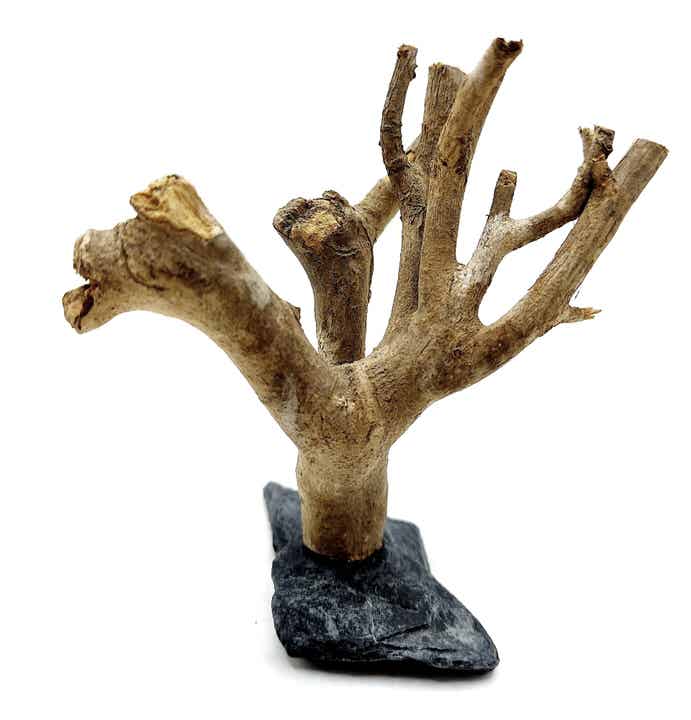 Ast auf Schiefer (ASA 4) zum Bepflanzen