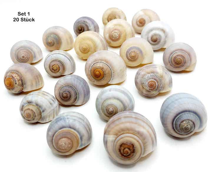 ANGEBOT: Apfelschnecken im Set - mit Auswahl