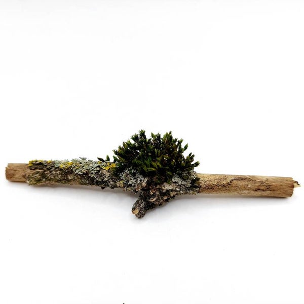 Flechtenmooszweige natur - mini