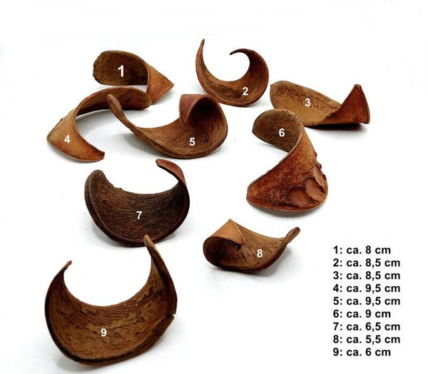 ABVERKAUF: einzelne Schoten und Hornschoten Sets
