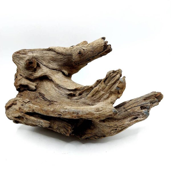 Corbo Root (MK 1), ca. 18 x 15 x 13 cm