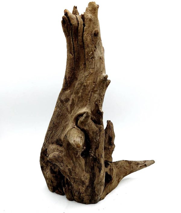 Corbo Root (MK 5), ca. 23 x 15 x 11 cm