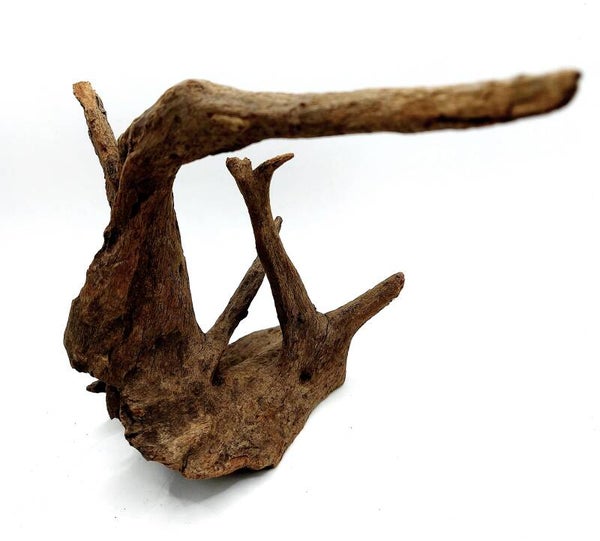 Corbo Root (MK 6), ca. 16 x 20 x 14 cm